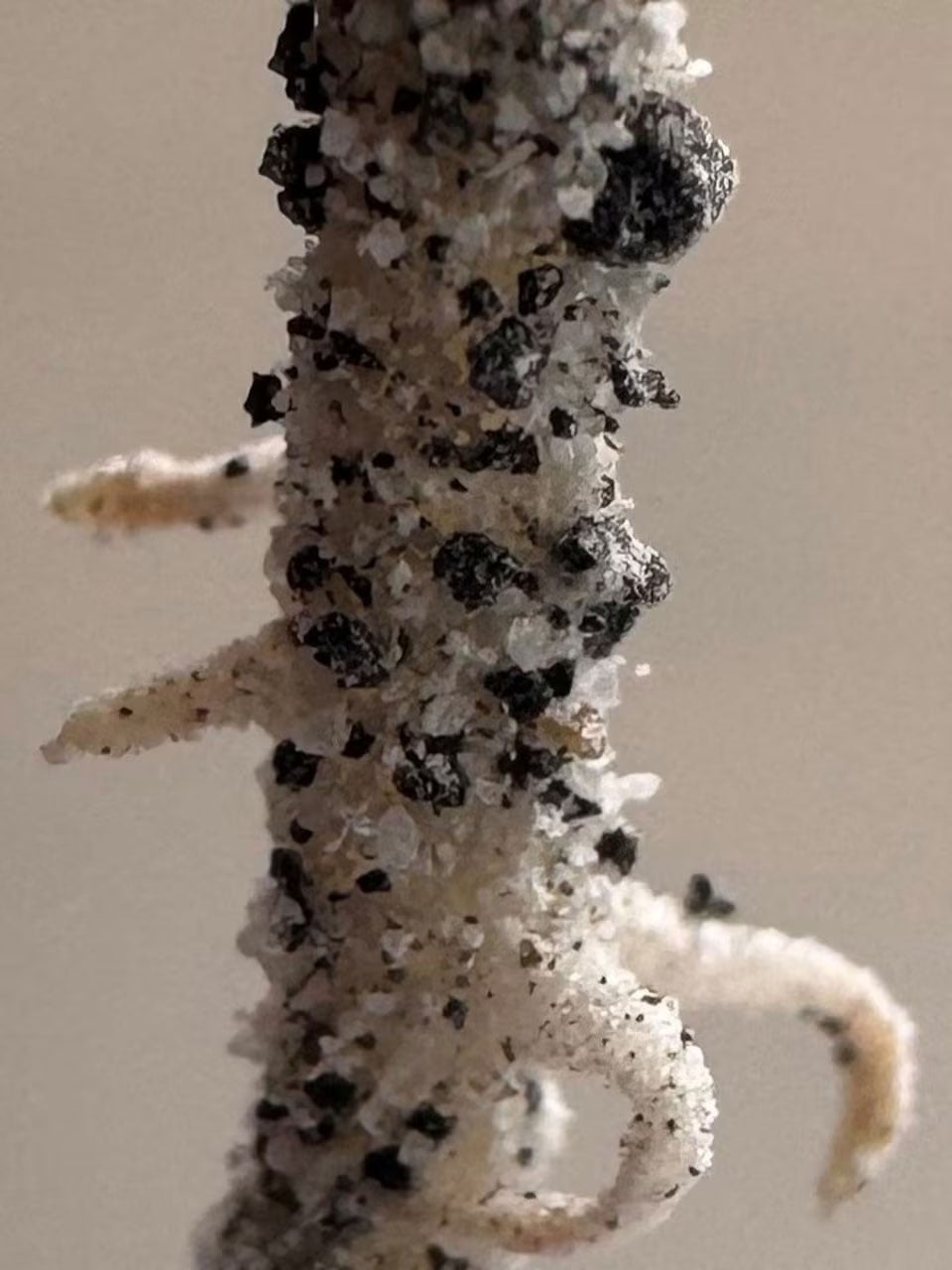 The root of a chickpea plant grows in a lunar soil simulant mixture inside a climate-controlled growth chamber at Texas A&M University in College Station, Texas, US, in this handout image. — Reuters