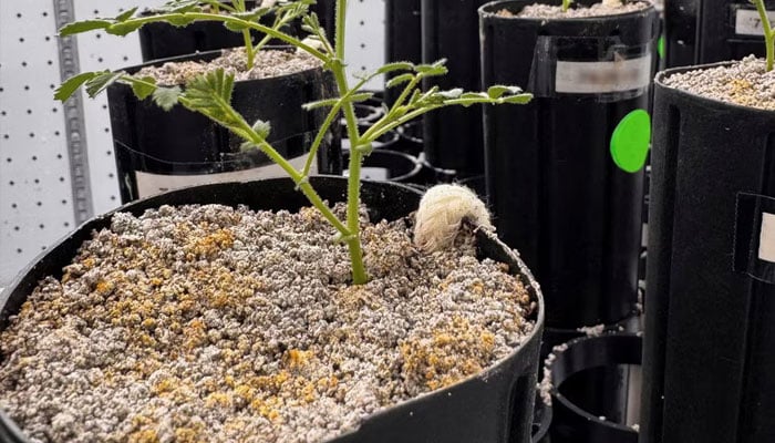 A chickpea plant grows in a lunar soil simulant mixture inside a climate-controlled growth chamber at Texas A&M University in College Station, Texas, US, in this undated handout. — Reuters