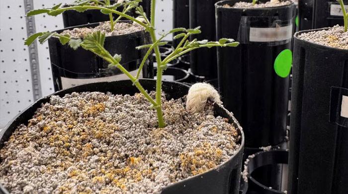 With lunar missions looming, scientists grow chickpeas in 'moon dirt'