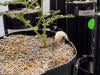 With lunar missions looming, scientists grow chickpeas in 'moon dirt'