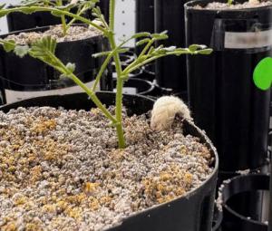 With lunar missions looming, scientists grow chickpeas in 'moon dirt'