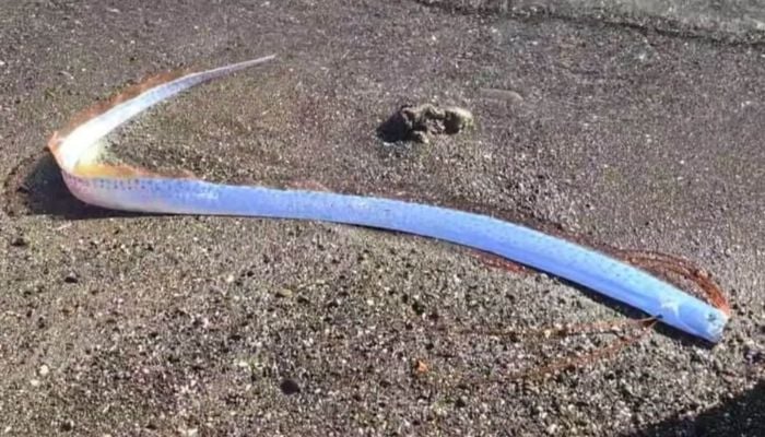 Two ‘doomsday fish’ wash ashore in Mexico, fueling folklore fears