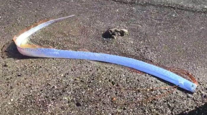 Two ‘doomsday fish' wash ashore in Mexico, fueling folklore fears