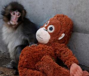 Punch the Japanese snow monkey captures hearts while kin face culls