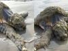 One of world's most critically endangered turtles found near Houston, fighting for survival