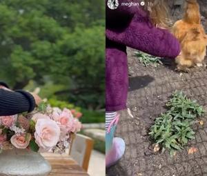 Prince Harry calls Meghan's roses 'beautiful' in surprise video