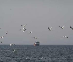 War threatens Gulf's dugongs, turtles and birds