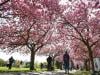 Spring has officially arrived: Vernal equinox marks start of astronomical spring