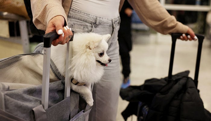 A repatriated Greek and her dog evacuated from Abu Dhabi arrive at the Eleftherios Venizelos International Airport amid the US-Israeli conflict with Iran, in Athens, Greece, March 18, 2026. — Reuters