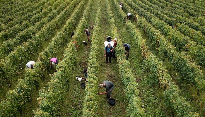 This aerial view shows workers of Domaine Sermier taking part in a pinot noir grape harvest for Cremant (sparkling wine) at a vineyard, in Brery, in the eastern French Jura wine region on September 10, 2024. — AFP