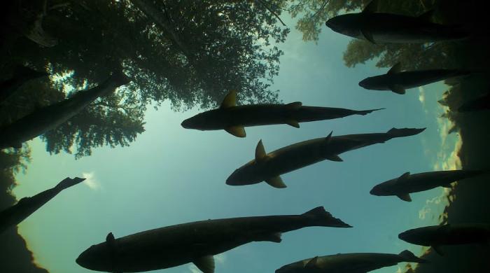 UN warns migratory freshwater fish numbers are spiralling