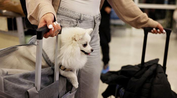 Dubai launches pet evacuation service for overseas travel