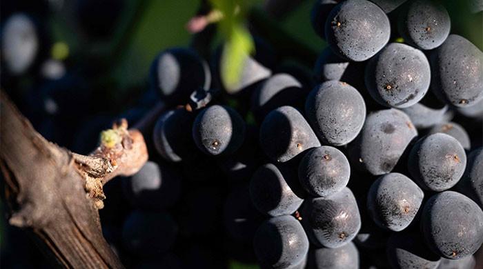 600-year-old pinot noir grape found in medieval French toilet