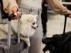 Dubai launches pet evacuation service for overseas travel