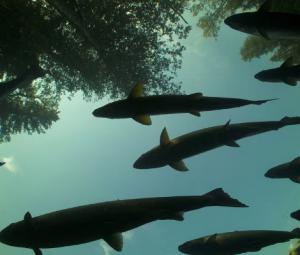 UN warns migratory freshwater fish numbers are spiralling