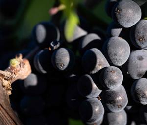 600-year-old pinot noir grape found in medieval French toilet