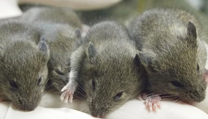 Four cloned female mice members of the 26th generation of clones sit on the gloved hand of researcher Teruhiko Wakayama inside a laboratory at the University of Yamanashi in Yamanashi, Japan, in this undated photograph released on March 24, 2026. — Reuters