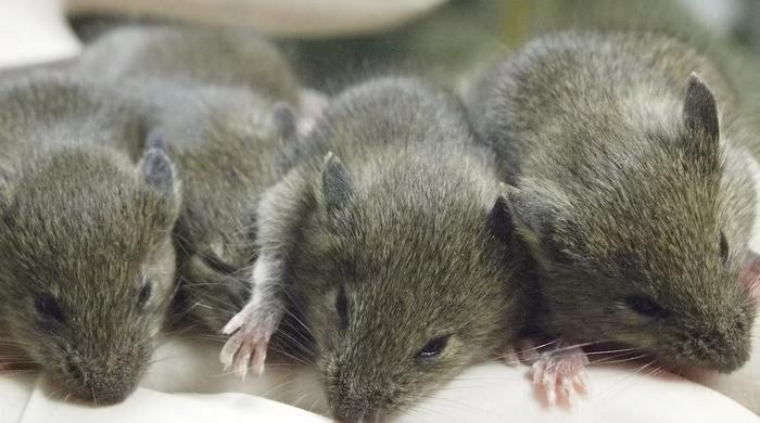 Mouse study shows repeated cloning causes grave genetic mutations