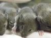 Mouse study shows repeated cloning causes grave genetic mutations