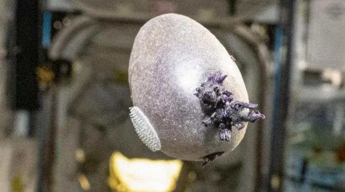 NASA astronaut's ‘alien egg' photo turns out to be space potato 