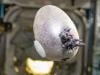NASA astronaut's ‘alien egg' photo turns out to be space potato 