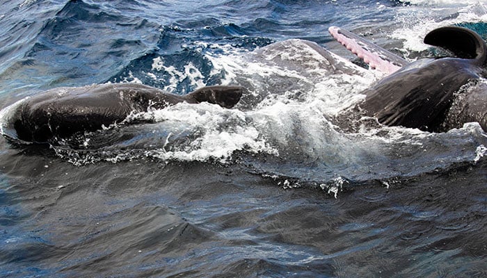 A newborn sperm whale in this photograph taken July 2023 off the coast of Dominica, in this photo released on March 26, 2026. — Reuters
