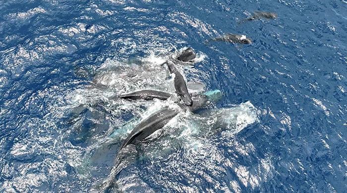 Whale filmed giving birth, with a little help from her friends