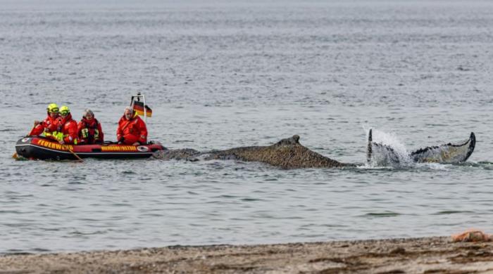 Stranded humpback whale swims free after four days on German beach 