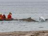 Stranded humpback whale swims free after four days on German beach 