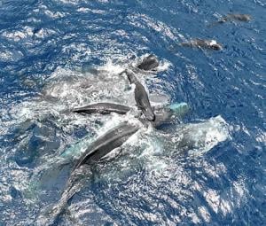 Whale filmed giving birth, with a little help from her friends