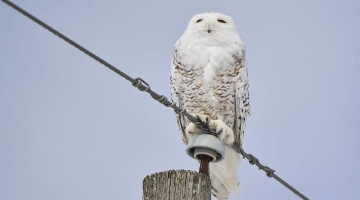 40 new migratory species win international protection: UN body