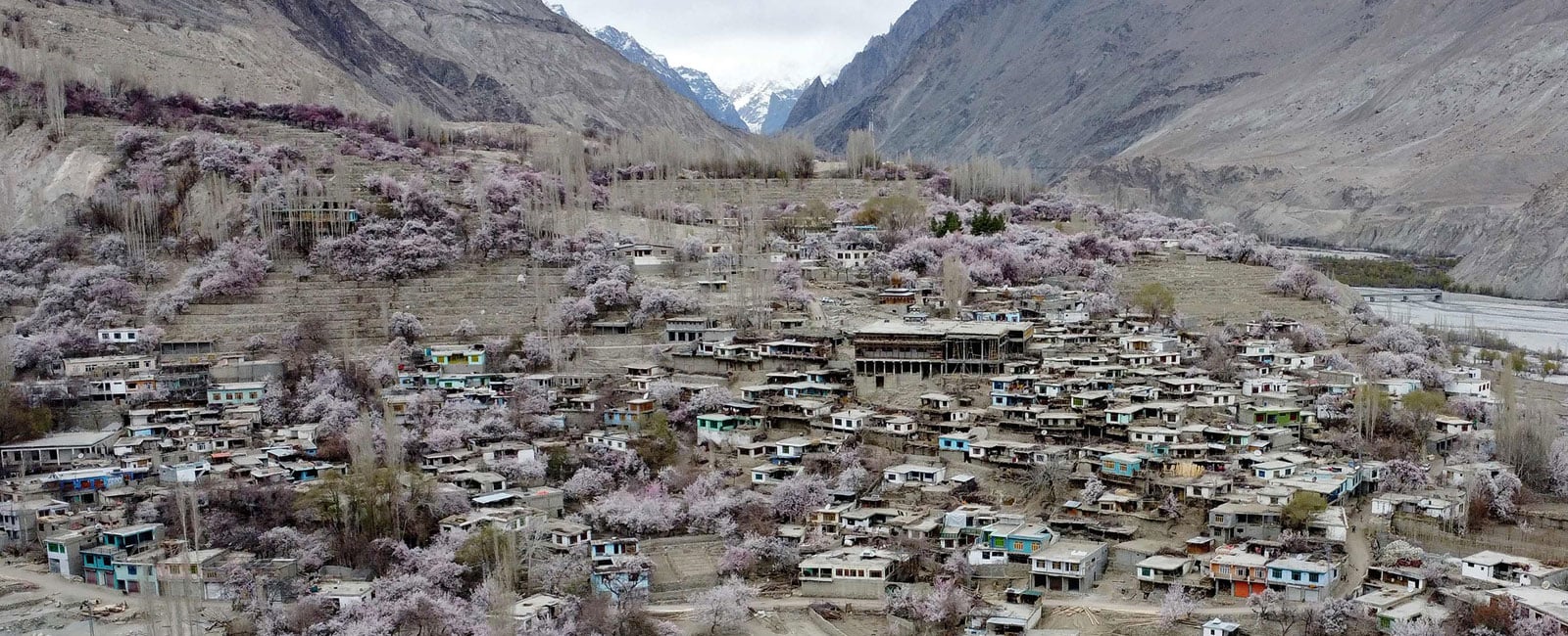 Apricot blossom trees bloom near residential buildings, against the backdrop of snow-capped mountains at Ghanche district in Gilgit-Baltistan region on March 30, 2026. — AFP