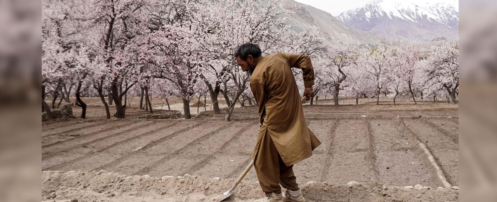 A farmer ploughs a field as apricot blossom trees bloom at Ghanche district in Gilgit-Baltistan region on March 30, 2026. — AFP