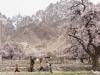 Pakistan's blossom season brings calm in a troubled world