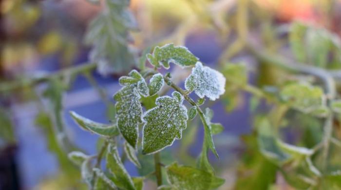 Freeze watch issued for Colorado's four corner regions: What residents need to know