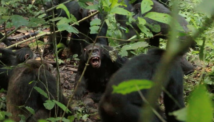 Adult male chimpanzees of one group attack a male chimpanzee of another group in 2019 as part of lethal conflict among chimpanzees observed by researchers at Kibale National Park in Uganda. The photograph was released on April 9, 2026. — Reuters