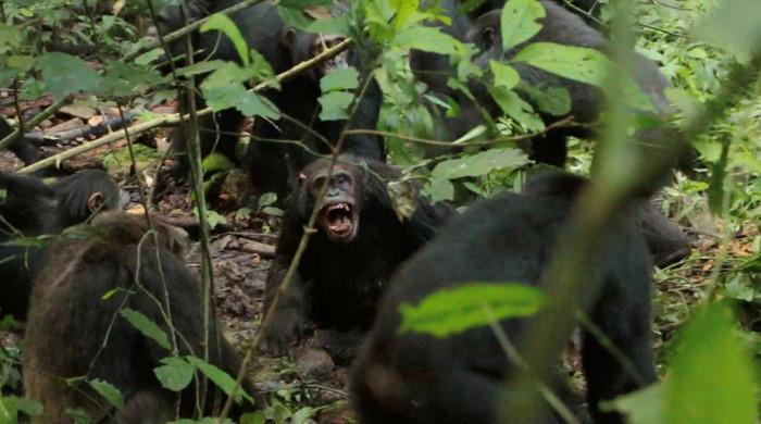 Scientists stunned as chimpanzees turn on friends in killing spree