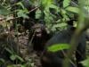 Scientists stunned as chimpanzees turn on friends in killing spree