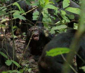 Scientists stunned as chimpanzees turn on friends in killing spree