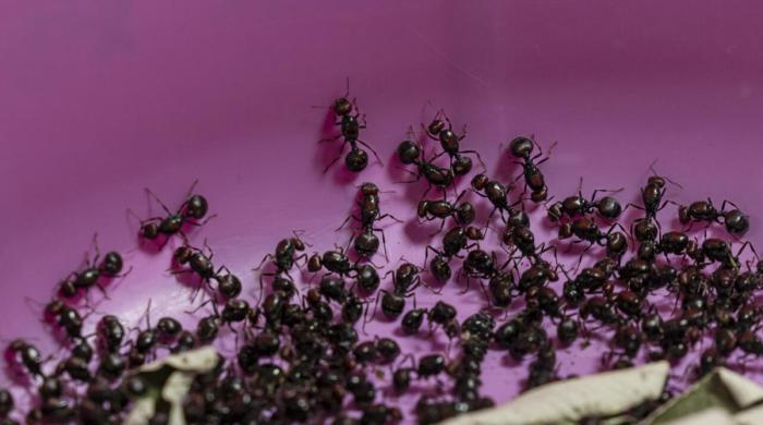 Chinese national jailed in Kenya for smuggling live queen ants