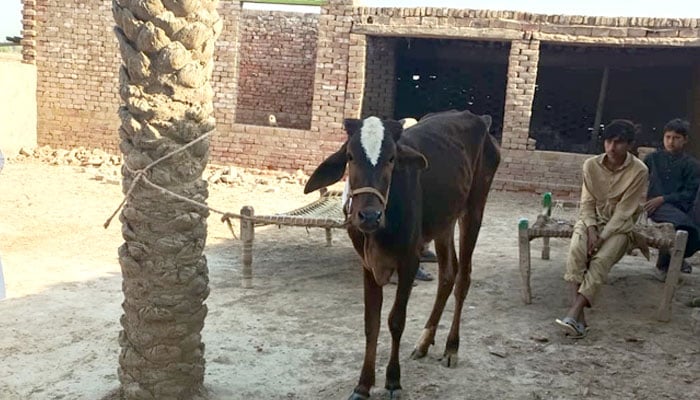 This image shows a cow seen tied near a palm tree in Muzaffargarh after an alleged attack in which unknown suspects cut its tongue. — Reporter