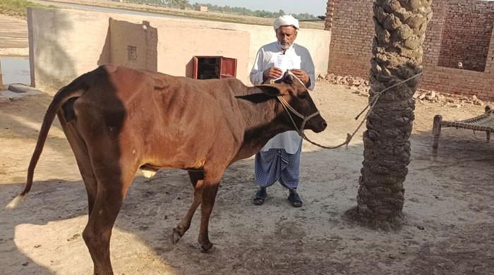 Cow's tongue severed in fresh animal cruelty case in Punjab's Muzaffargarh