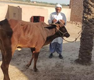 Cow's tongue severed in fresh animal cruelty case in Punjab's Muzaffargarh