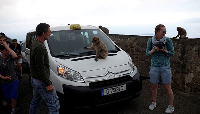 A monkey asks for food on the top of the Rock in the British overseas territory of Gibraltar, historically claimed by Spain, April 18, 2018. — Reuters