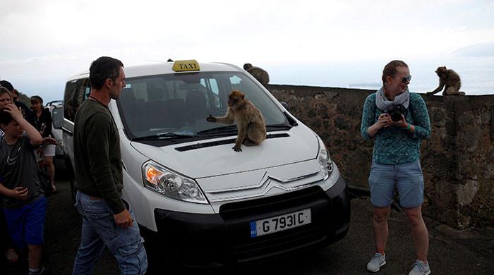 Gibraltar's monkeys find a clever way to avoid a junk food bellyache