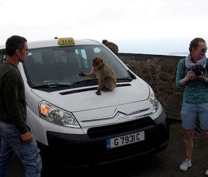 Gibraltar's monkeys find a clever way to avoid a junk food bellyache