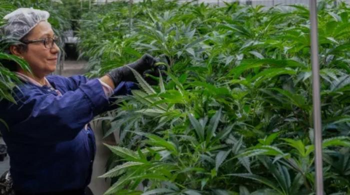 Justice Department reclassifies marijuana as less dangerous drug: What does it mean?