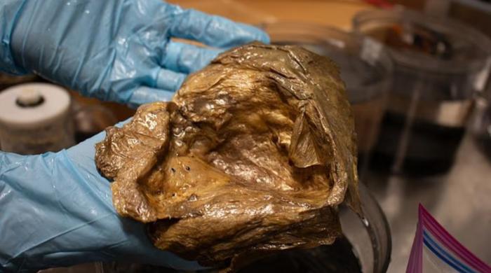 NOAA 'Golden Orb' identification: Scientists reveal what it really is