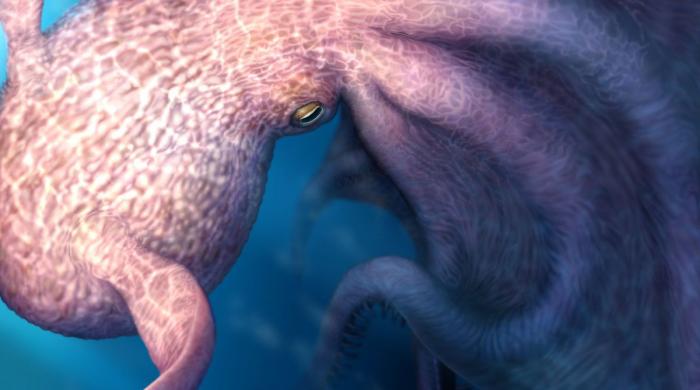 Did 19-meter Kraken-like octopus really exist? Study reveals surprising findings