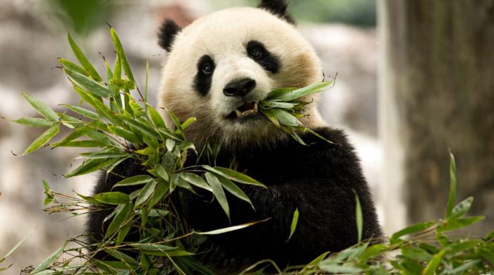 China revives ‘Panda Diplomacy' with US ahead of Trump visit